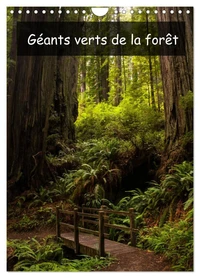 Géants verts de la forêt (Calendrier mural 2026 DIN A4 horizontal), CALVENDO calendrier mensuel