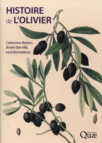 Histoire de l'olivier. L'arbre des temps