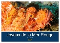 Denis Jeant - CALVENDO Animaux  : Joyaux de la Mer Rouge (Calendrier mural 2024 DIN A3 vertical), CALVENDO calendrier mensuel - Découvrez les fonds riches en couleurs de la Mer Rouge.