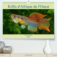 Killis dAfrique de lOuest(Premium, hochwertiger DIN A2 Wandkalender 2020, Kunstdruck in Hochglanz) - Poissons colorés (Calendrier mensuel, 14 Pages ).pdf