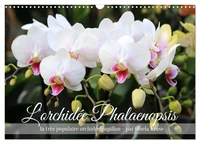 L'orchidée Phalaenopsis (Calendrier mural 2026 DIN A3 vertical), CALVENDO calendrier mensuel