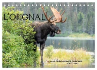 L'ORIGNAL, LE PLUS GRAND CERVIDÉ DU MONDE (Calendrier de bureau 2026 DIN A5 vertical), CALVENDO calendrier mensuel