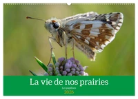 La vie de nos prairie, les papillons (Calendrier mural 2026 DIN A2 vertical), CALVENDO calendrier mensuel