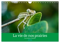 La vie de nos prairies - Demoiselles et libellules (Calendrier mural 2026 DIN A4 vertical), CALVENDO calendrier mensuel