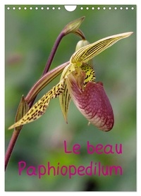 Stenner © Clemens - CALVENDO Nature  : Le beau Paphiopedilum (Calendrier mural 2024 DIN A4 horizontal), CALVENDO calendrier mensuel - Portraits floraux de ce merveilleux type d'orchidées.