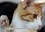 Le chat Gaston en vedette. Photos inédites de Gaston le chat. Calendrier mural A4 horizontal 2017