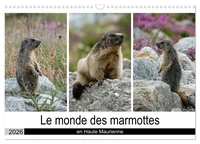 Le monde des marmottes en Haute Maurienne (Calendrier mural 2026 DIN A3 vertical), CALVENDO calendrier mensuel