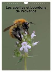 Les abeilles et bourdons de Provence (Calendrier mural 2026 DIN A4 horizontal), CALVENDO calendrier mensuel