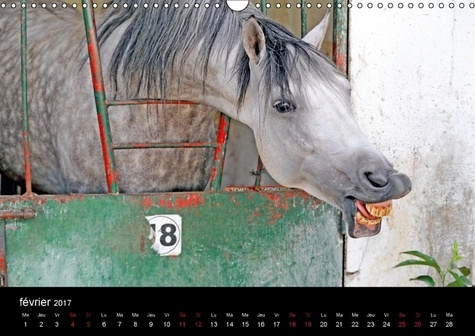 Les chevaux du Maroc. Balade dans les haras marocains. Calendrier mural A3 horizontal  Edition 2017