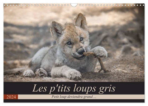 Arnaud Camel - CALVENDO Animaux  : Les p'tits loups gris (Calendrier mural 2024 DIN A3 vertical), CALVENDO calendrier mensuel - Petit loup deviendra grand ....