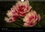 Les tulipes, impressions florales  Edition 2020