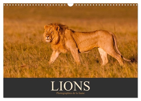 Christina Krutz - CALVENDO Animaux  : Lions - Photographies de la faune (Calendrier mural 2024 DIN A3 vertical), CALVENDO calendrier mensuel - Fascinants animaux sauvages d'Afrique.