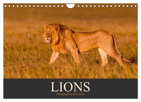 Christina Krutz - CALVENDO Animaux  : Lions - Photographies de la faune (Calendrier mural 2024 DIN A4 vertical), CALVENDO calendrier mensuel - Fascinants animaux sauvages d'Afrique.