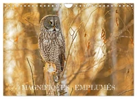 Magnifiques Emplumés (Calendrier mural 2026 DIN A4 vertical), CALVENDO calendrier mensuel