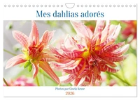 Mes dahlias adorés (Calendrier mural 2026 DIN A4 vertical), CALVENDO calendrier mensuel