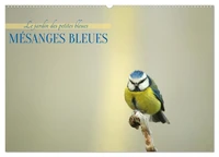 Mésanges bleues (Calendrier mural 2027 DIN A2 vertical), CALVENDO calendrier mensuel