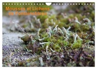 Greg Clouzeau - CALVENDO Nature  : Mousses et lichens de Fontainebleau (Calendrier mural 2024 DIN A4 vertical), CALVENDO calendrier mensuel - 12 photos des mousses et lichens communs.