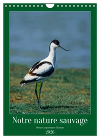 Notre nature sauvage, oiseaux aquatiques d'Europe (Calendrier mural 2026 DIN A4 horizontal), CALVENDO calendrier mensuel