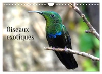 Oiseaux exotiques (Calendrier mural 2026 DIN A4 vertical), CALVENDO calendrier mensuel