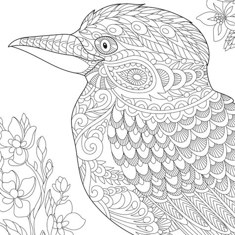 Oiseaux livre de coloriage pour adulte. 35 dessins d'oiseaux dans la nature coloriage anti-stress