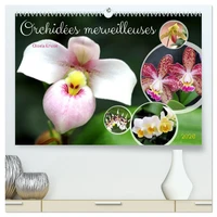 Orchidées merveilleuses  (Calendrier mural 2026 DIN A2 vertical) calendrier de bureau