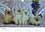 Pattes de velours (Calendrier mural 2020 DIN A4 horizontal). Séance photos de chatons (Calendrier mensuel, 14 Pages)  Edition 2020
