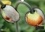 Pavot d'islande en floraison. Le pavot d'Islande depuis le bouton jusqu'à la floraison. Calendrier mural A4 horizontal 2017