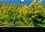 Provence, plaisir des yeux. Un certain regard sur la variété des paysages et la flore de Provence. Calendrier mural A4 horizontal 2017