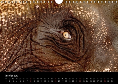 Terre des éléphants. Des quelques 300 espèces de mammifères, seul l'éléphant a perduré jusqu'à aujourd'hui. Calendrier mural A4 horizontal 2017