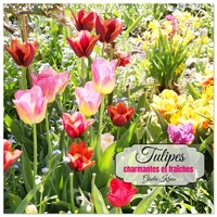 Tulipes charmantes et fraîches (Calendrier mural carré 2026 30x30 cm) Calendrier double avec une page pour vos prises de notes