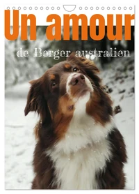 Un amour de berger australien (Calendrier mural 2026 DIN A4 horizontal), CALVENDO calendrier mensuel