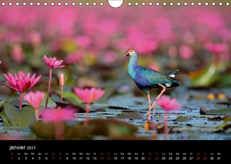 Une sultane au pays du sourire. La talève sultane est un oiseau qui vit surtout dans les roselières. En Thaïlande on la rencontre, à certaines périodes, dans les grands champs de nénuphars roses. Calendrier mural A4 horizontal  Edition 2017