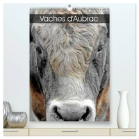Vaches d'Aubrac (Calendrier mural 2026 DIN A2 horizontal) calendrier de bureau