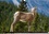 CALVENDO Animaux  Faune Canadienne (Calendrier mural 2020 DIN A3 horizontal). À la rencontre de la faune ouest-canadienne. (Calendrier mensuel, 14 Pages )