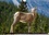 CALVENDO Animaux  Faune Canadienne (Calendrier mural 2020 DIN A4 horizontal). À la rencontre de la faune ouest-canadienne. (Calendrier mensuel, 14 Pages )