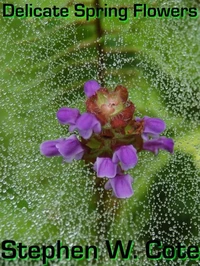 Delicate Spring Flowers