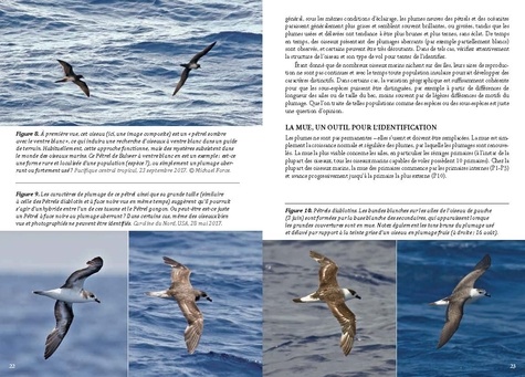 Guide photo des oiseaux marins du monde