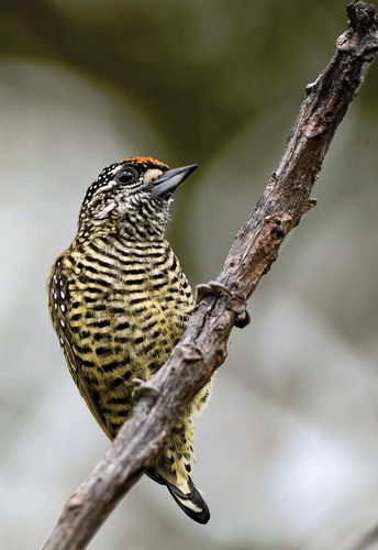 Guide expert des oiseaux de Guyane. Manuel d'identification