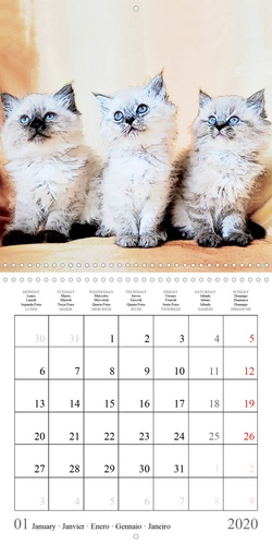 CALVENDO Animaux  Croquis de chatons (Calendrier mural 2020 300 × 300 mm Square). Croquis de chats dans le style "sketch-art". (Calendrier mensuel, 14 Pages )