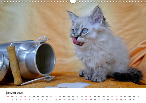 CALVENDO Animaux  Pattes de velours (Calendrier mural 2020 DIN A3 horizontal). Séance photos de chatons (Calendrier mensuel, 14 Pages )