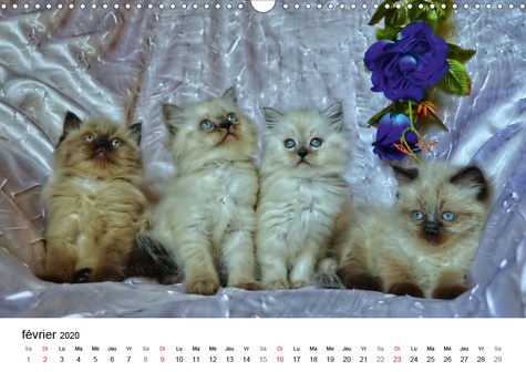 CALVENDO Animaux  Pattes de velours (Calendrier mural 2020 DIN A3 horizontal). Séance photos de chatons (Calendrier mensuel, 14 Pages )