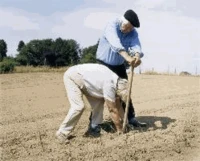 The Good Earth