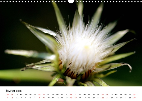 CALVENDO Nature  Envolez-vous jolies graines (Calendrier mural 2020 DIN A3 horizontal). Photos de graines de fleurs de pissenlits (Calendrier mensuel, 14 Pages )