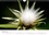 CALVENDO Nature  Envolez-vous jolies graines (Calendrier mural 2020 DIN A4 horizontal). Photos de graines de fleurs de pissenlits (Calendrier mensuel, 14 Pages )
