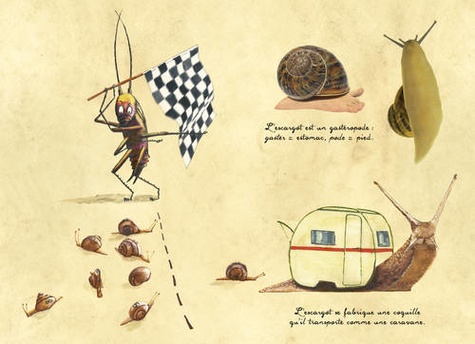 L'escargot. Petits carnets de curiosités de Magnus Philodolphe Pépin