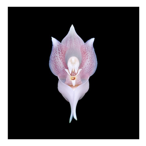Orchidées - Occasion