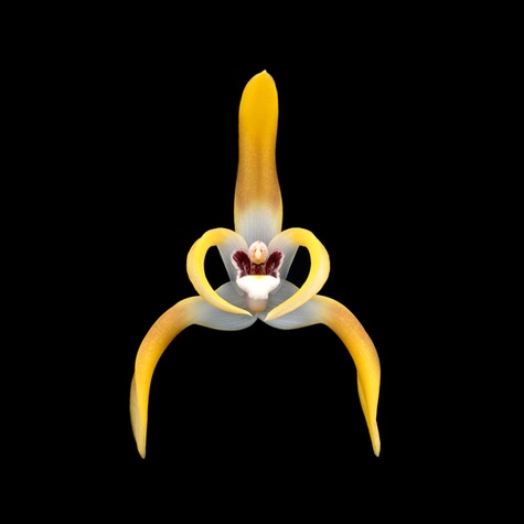 Orchidées - Occasion