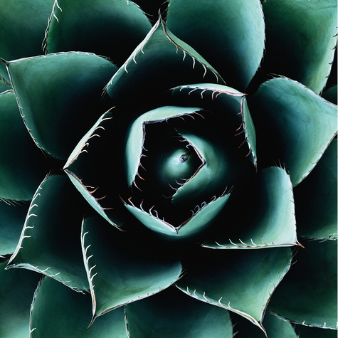 Succulentes. Le design végétal