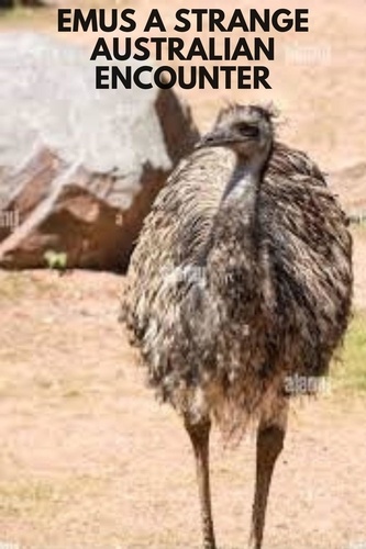  thomas jony - Emus A strange Australian encounter.