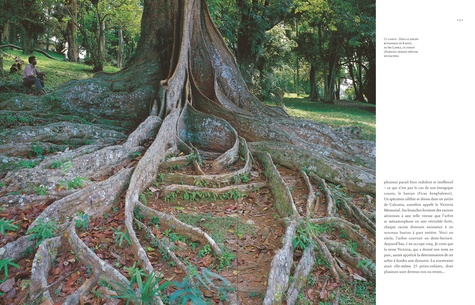 Le tour du monde en 80 arbres